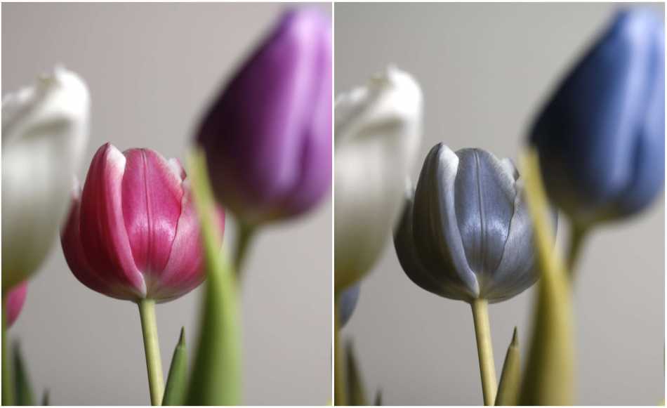Colour Blindness