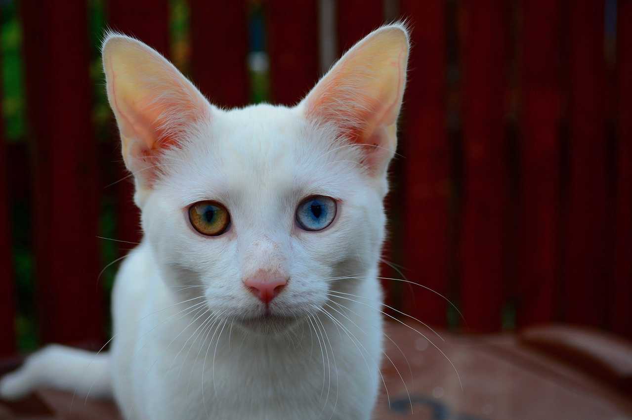 The Wonder of Eye Colour