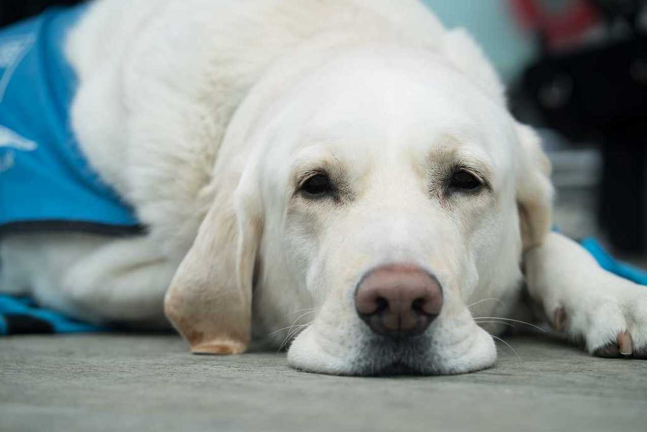 Guide Dogs for the Blind, 4 amazing ways they help
