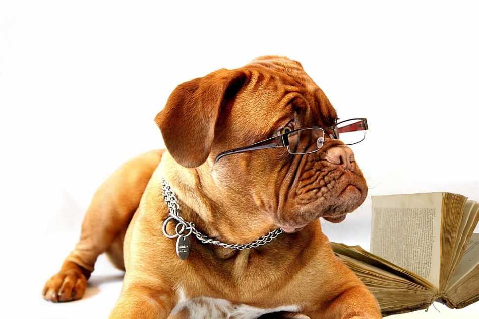 A Quick Look At Reading Glasses