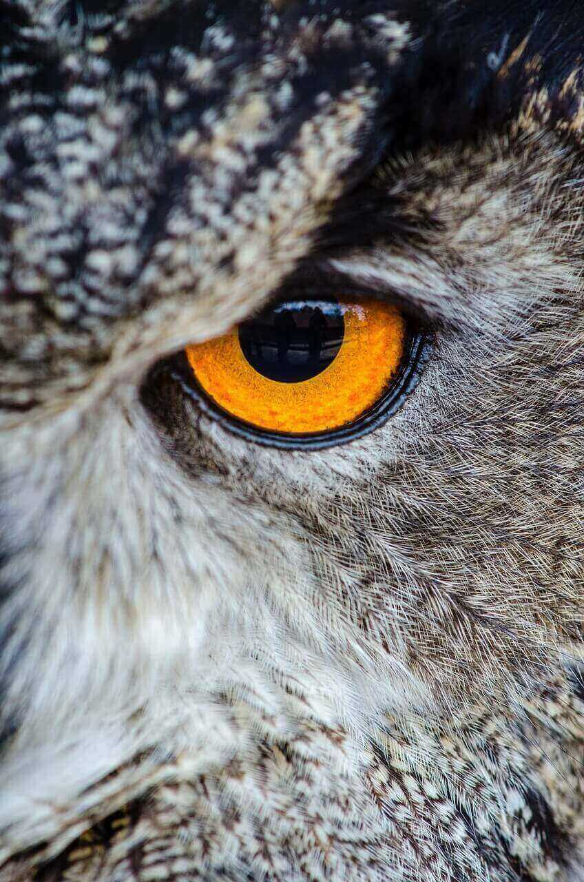 Animals with the Biggest Eyes: A Peek into Nature's Marvels