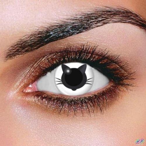 Kitty closeup